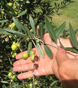 almost-ripe-olives